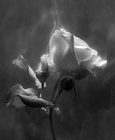 Passionately Yours