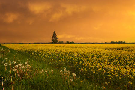 Golden Evening