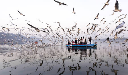 WORLD OF GULLS_9M2A2291