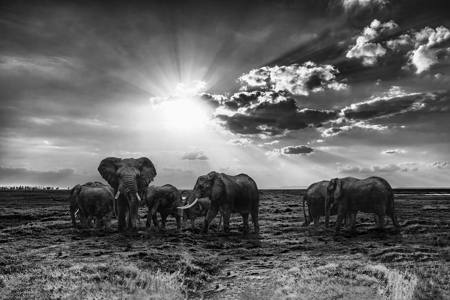 Elephants In The Twilight Light