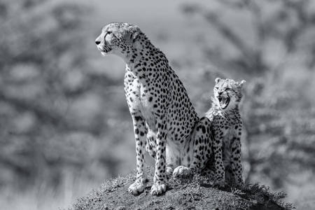 Cheetahs On Mound