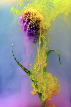 Crazy Colors For A Wild Orchid