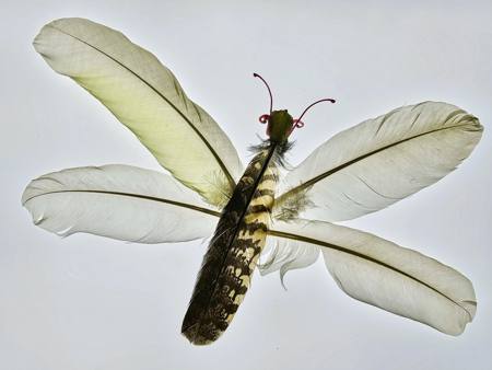 Feathered Insect