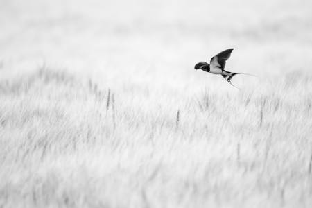 Barn Swallow In Flight 03