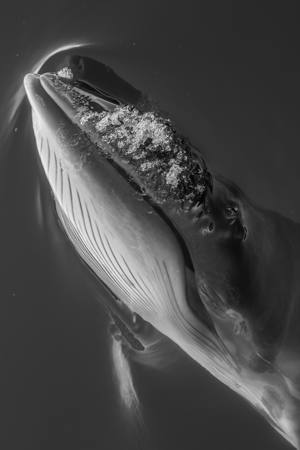 Minke Whale