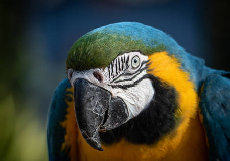 Macaw Up Close