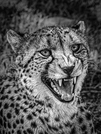 Growl