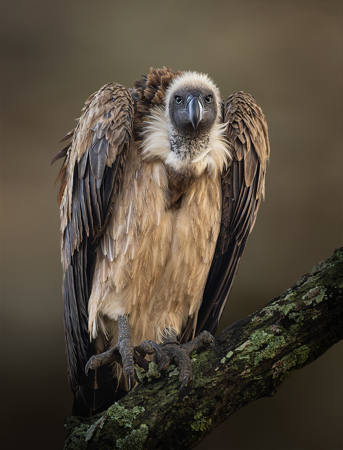 The Vulture