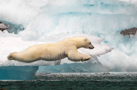 Polar Plunge
