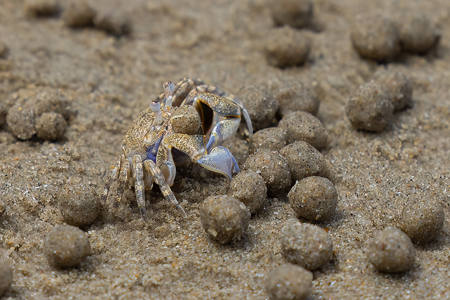 Sand Bubbler Crab Feeding
