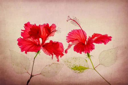 Dance Of The Hibiscus