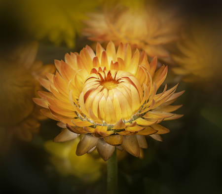 Golden Strawflower