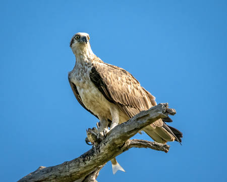 On Guard