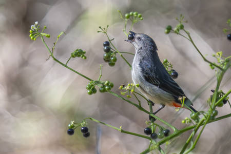 Mistletoebird Gorging On Berries