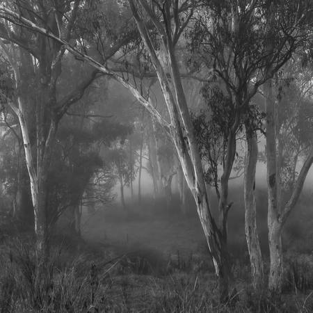 Mist In The Woods