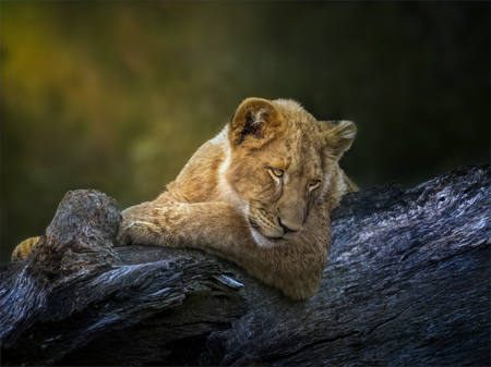 Contemplation