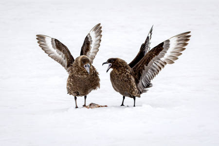 Skuas Fight For Survival Antartica.