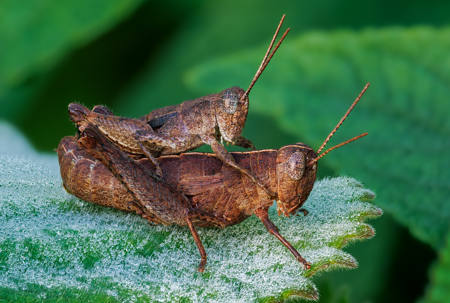Brown Grasshopper Duo