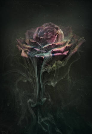 Rose In Ink