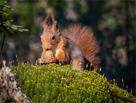 Foraging