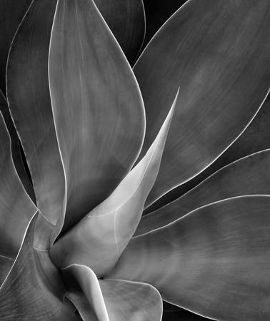 Another Agave