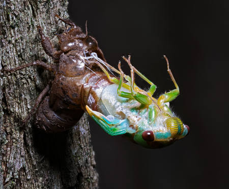 Cicada New Stage