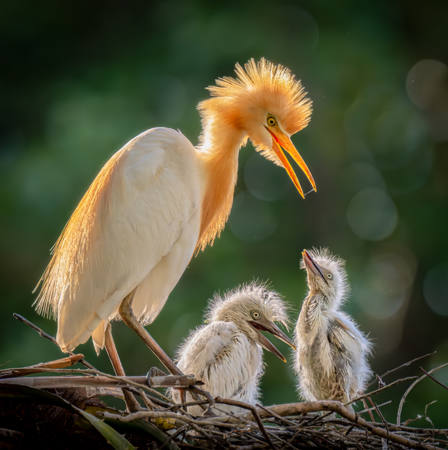 Bird Family