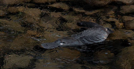 Ornithorhynchus Anatinus