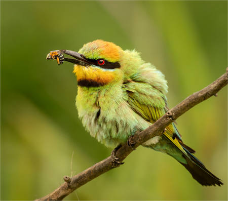 Rainbow Bee Eater