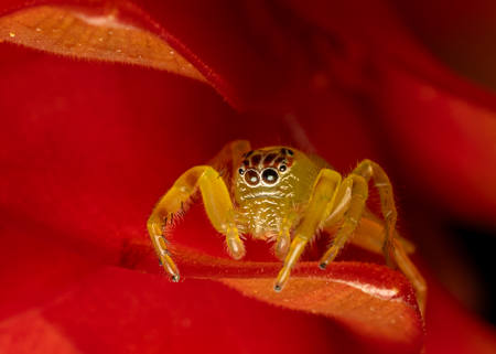 Lady In Red