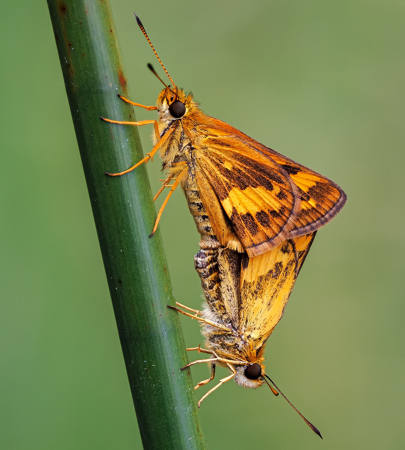 Pairing Darters