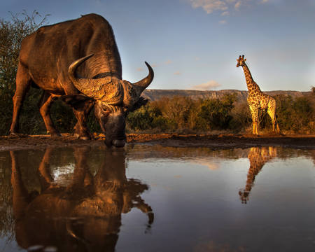 The Water Hole