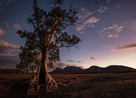 The Cazneaux Tree