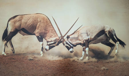 Duelling Oryx