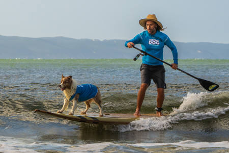 Surfing Dog Attitude