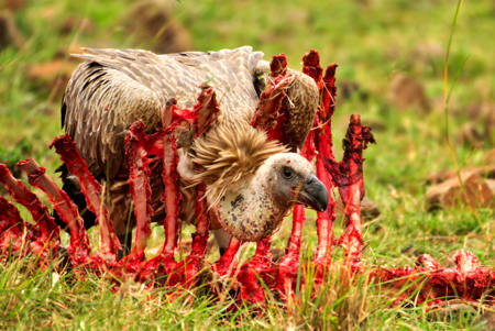 Scavenger Of The Savanah