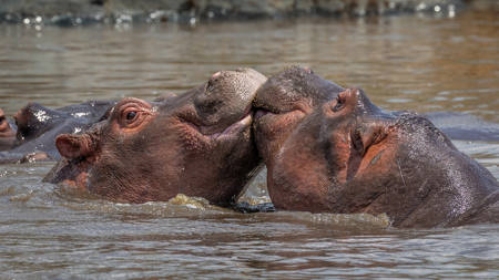 The Kiss