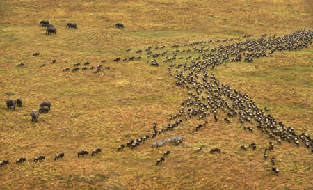 Wildebeest Migration