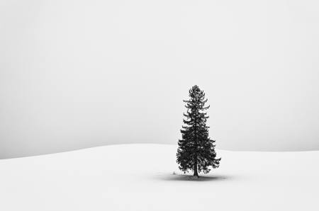 Lone Pine