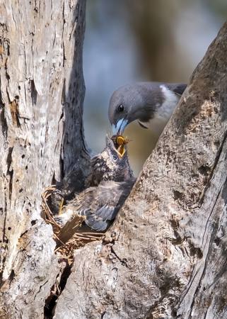 Woodswallow Feeding Time