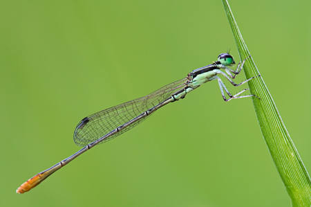 Pygmy Wisp Male