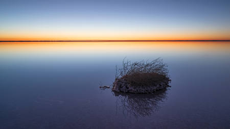 Salt Bush Solitude