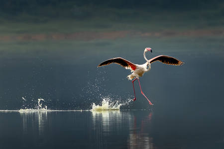 Flamingo Two-Step