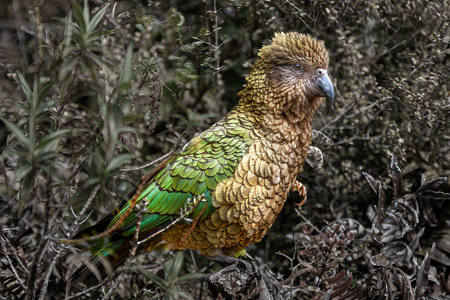 Mountain Kea
