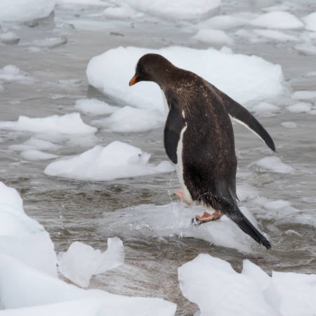 Gentoo Hopscotch
