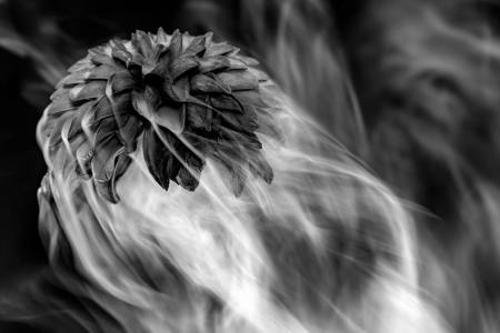 Transient Bloom