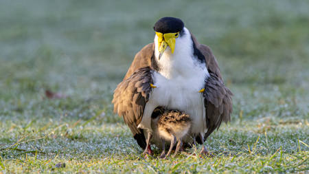 Protective Mother