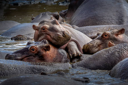 Hippo Love