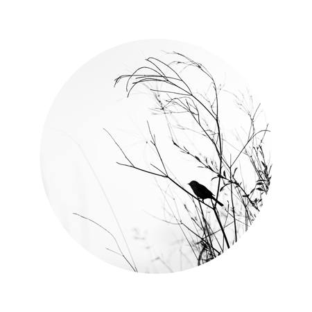 Whisper-In-The-Grasses