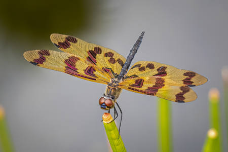 Graphic Flutterer